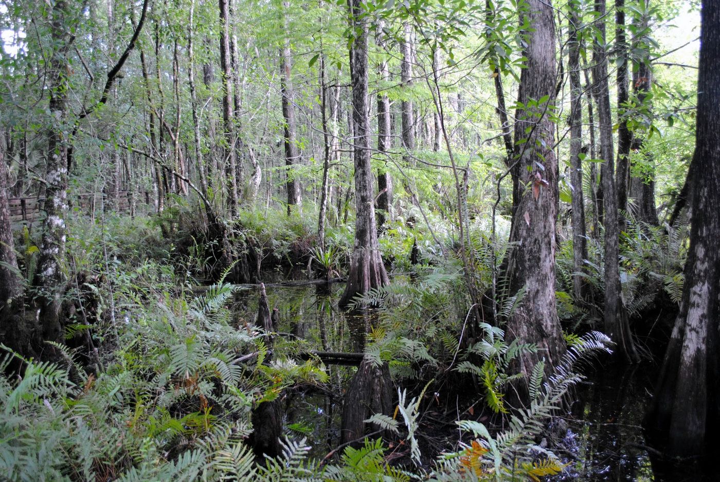 Six Mile Slough 6-27-2010 059