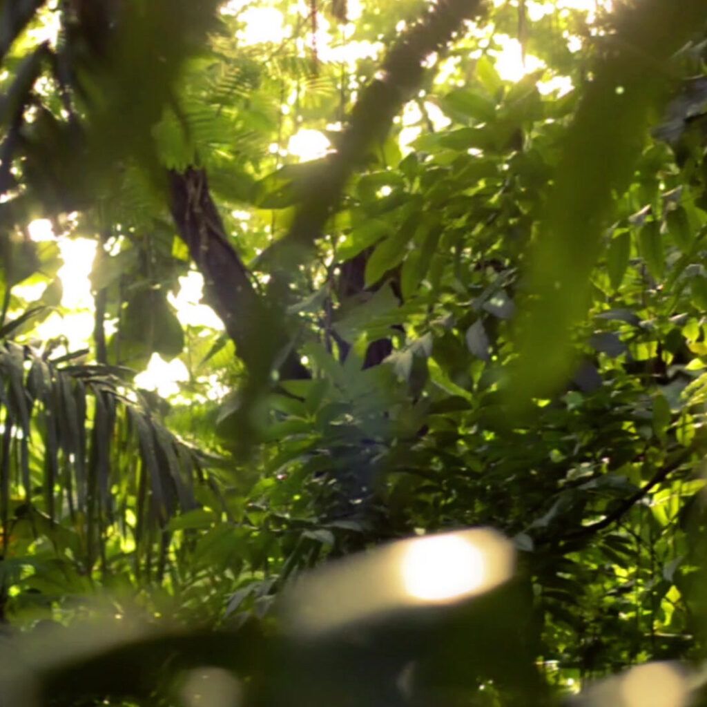 Calusa Natural and Planetary Center