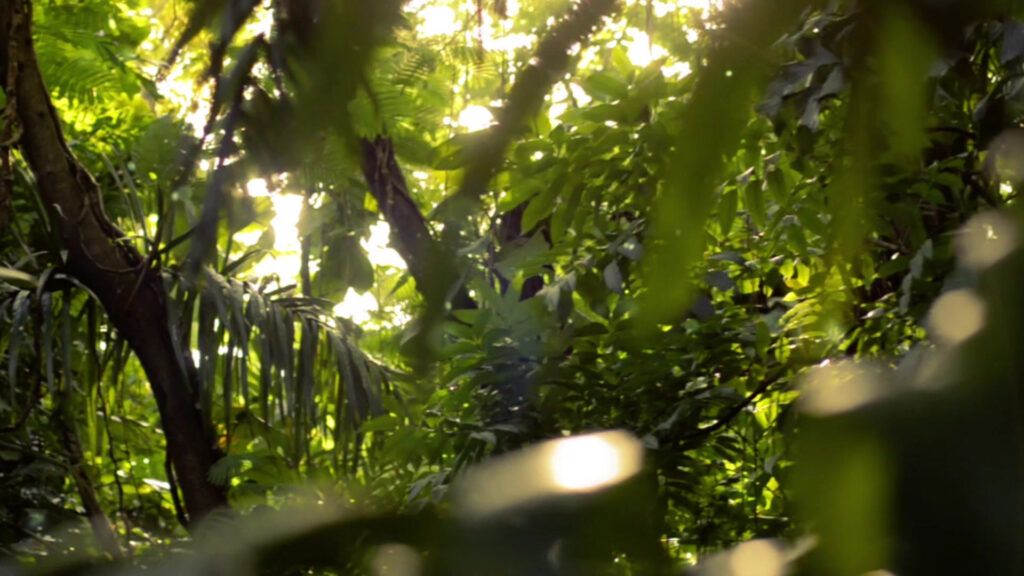 Calusa Natural and Planetary Center
