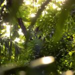 Calusa Natural and Planetary Center