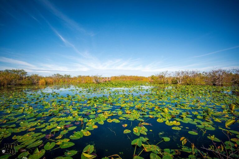 Anhinga Trail – Everglades National Park