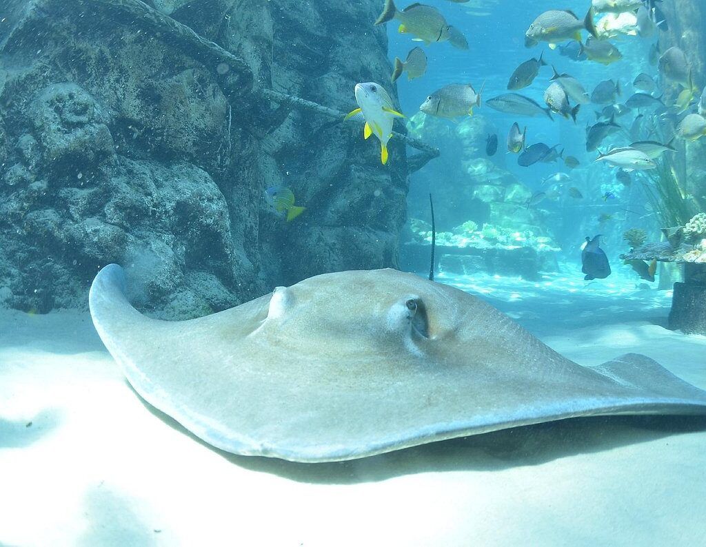 Discovery Cove