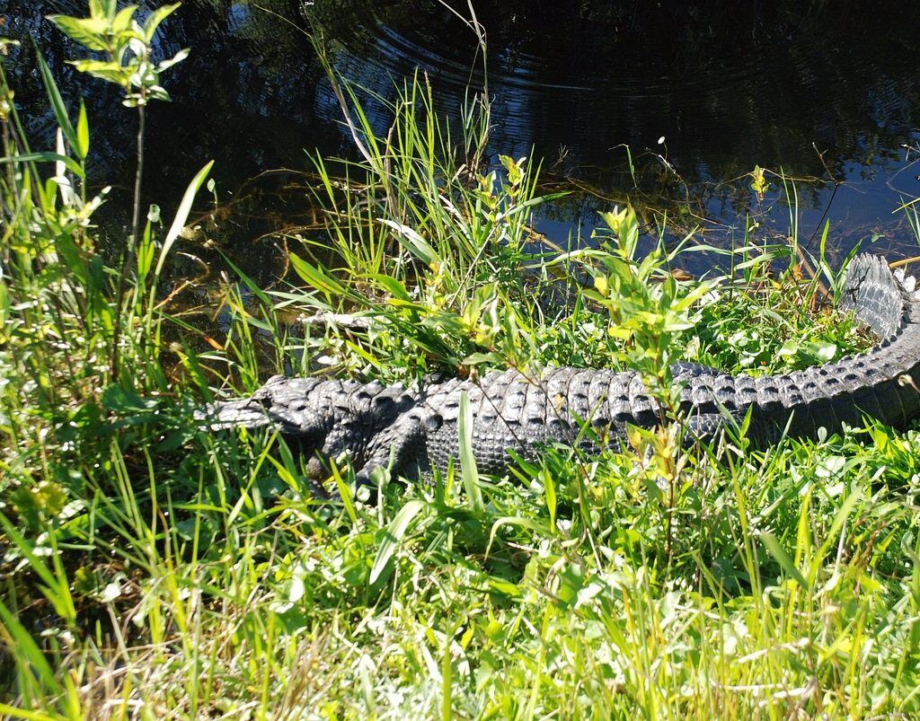 Shark Valley – Everglades National Park