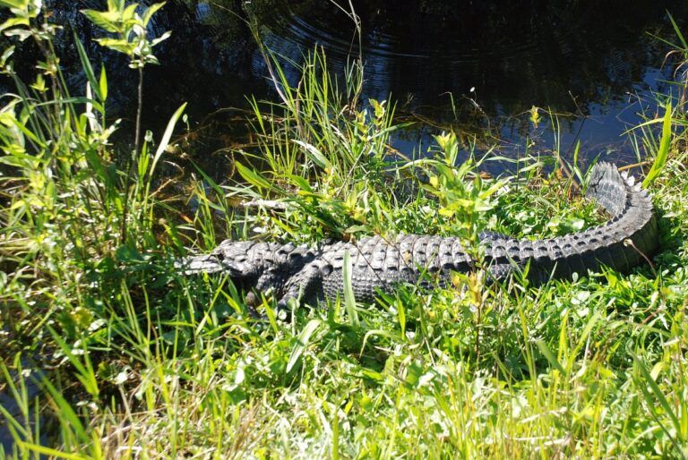 Shark Valley – Everglades National Park