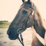Wild Horse Rescue Center
