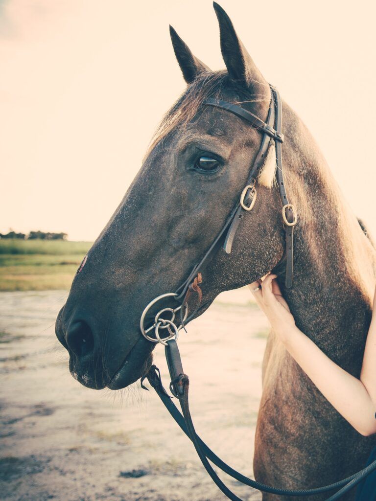 Wild Horse Rescue Center
