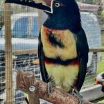 Chase Animal Rescue And Sanctuary