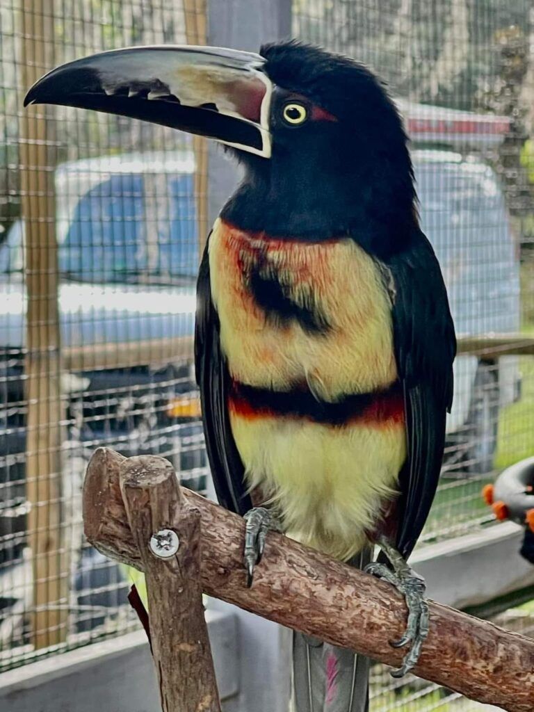 Chase Animal Rescue And Sanctuary