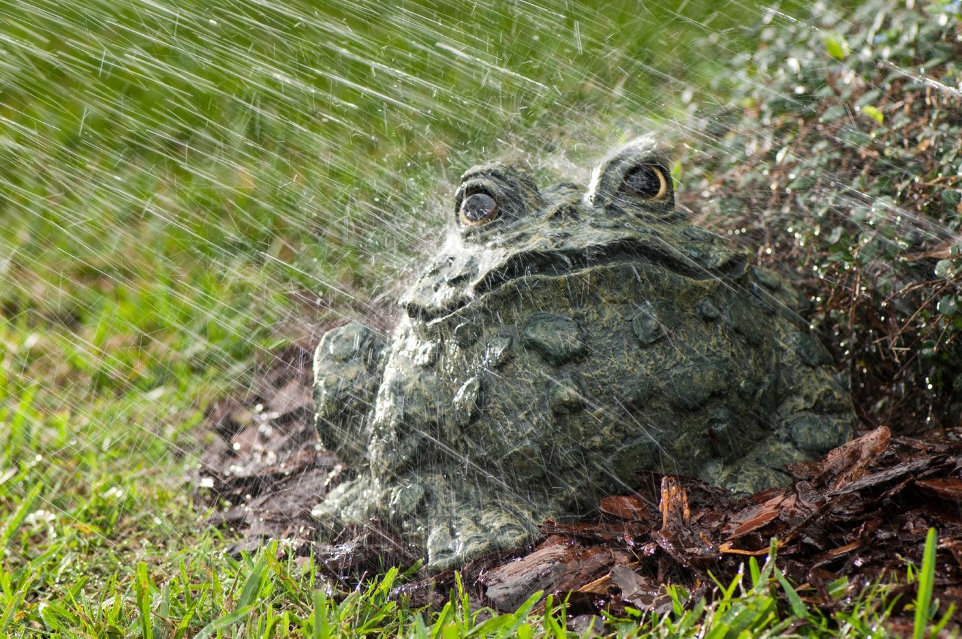 Lawn decoration toad with water hitting it