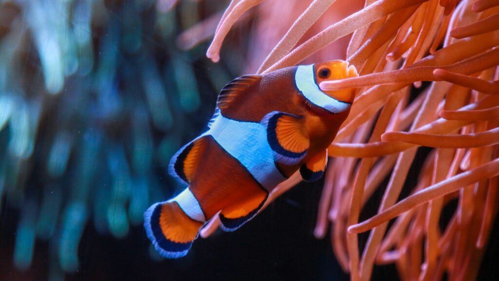 The Florida Aquarium