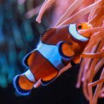 The Florida Aquarium