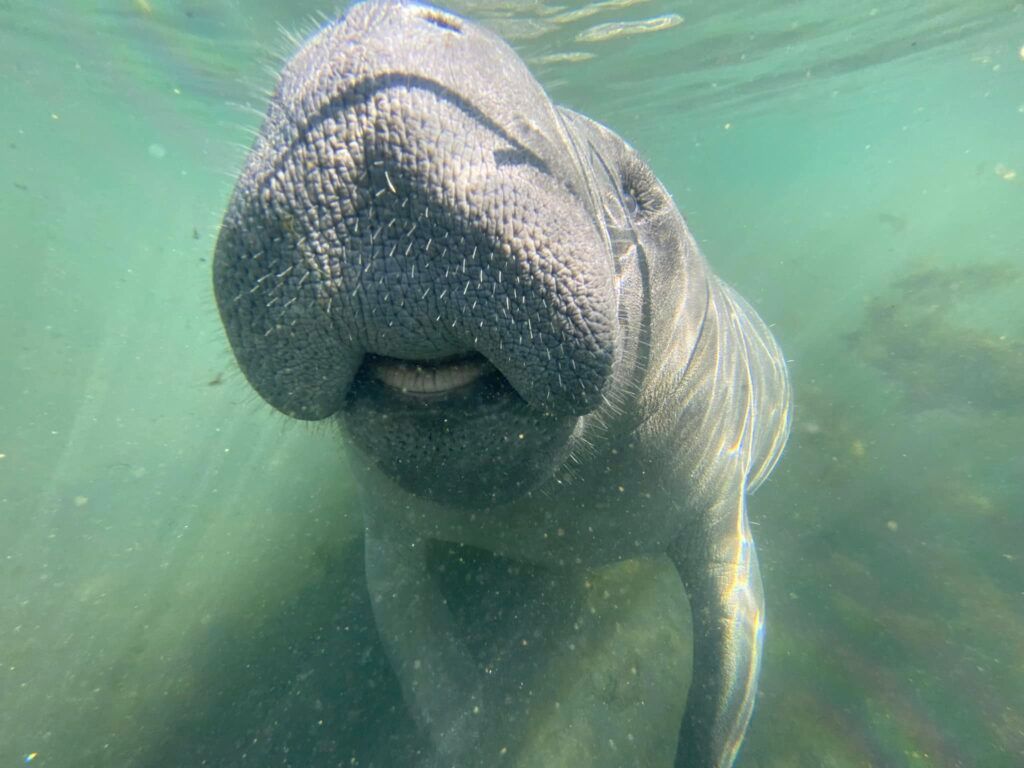 Snorkel With Manatees