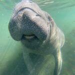 Snorkel With Manatees