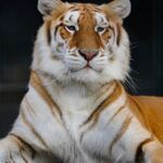 Big Cat Habitat and Gulf Coast Sanctuary – Sarasota