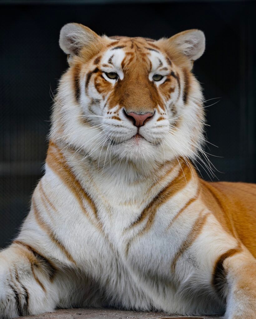 Big Cat Habitat and Gulf Coast Sanctuary – Sarasota