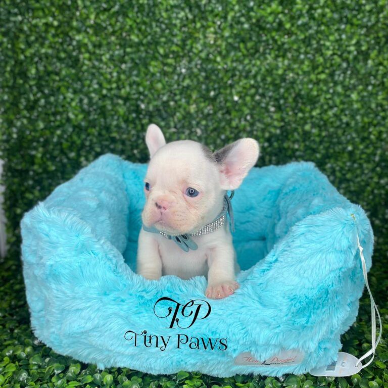 Tiny Paws Teacup & Toy Puppy Boutique