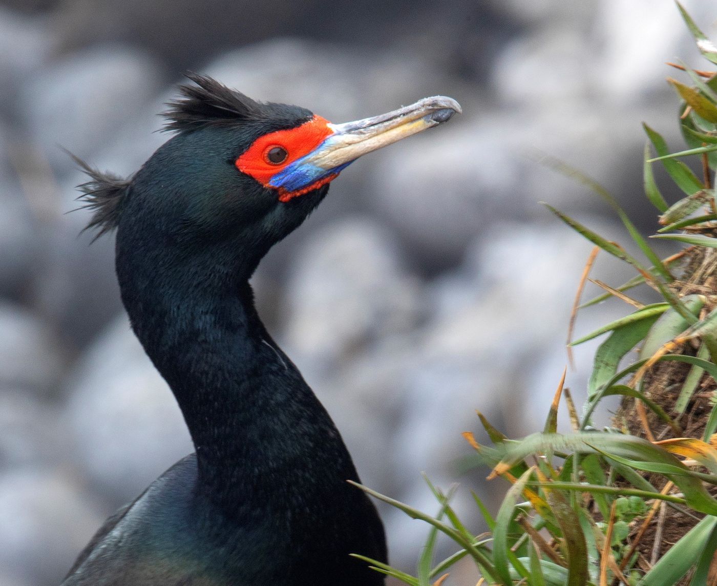 St. Paul Island, Pribilof Islands, Alaska: Part of Alaska Maritime National Wildlife Refuge.