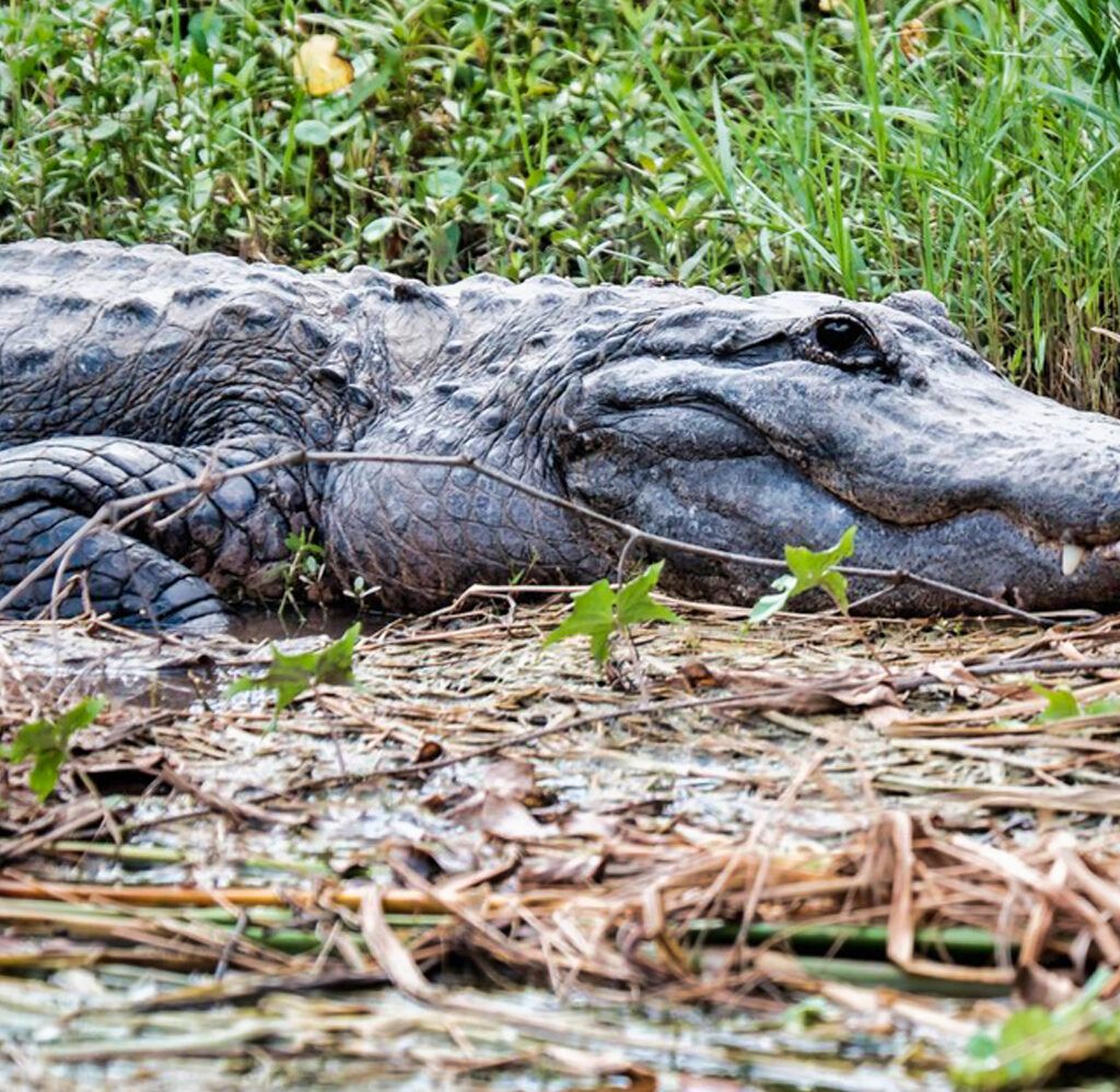 Private Everglades Airboat Tour Including Hotel Pickup and Everglades Expert