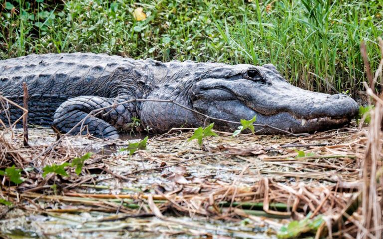 Private Everglades Airboat Tour Including Hotel Pickup and Everglades Expert