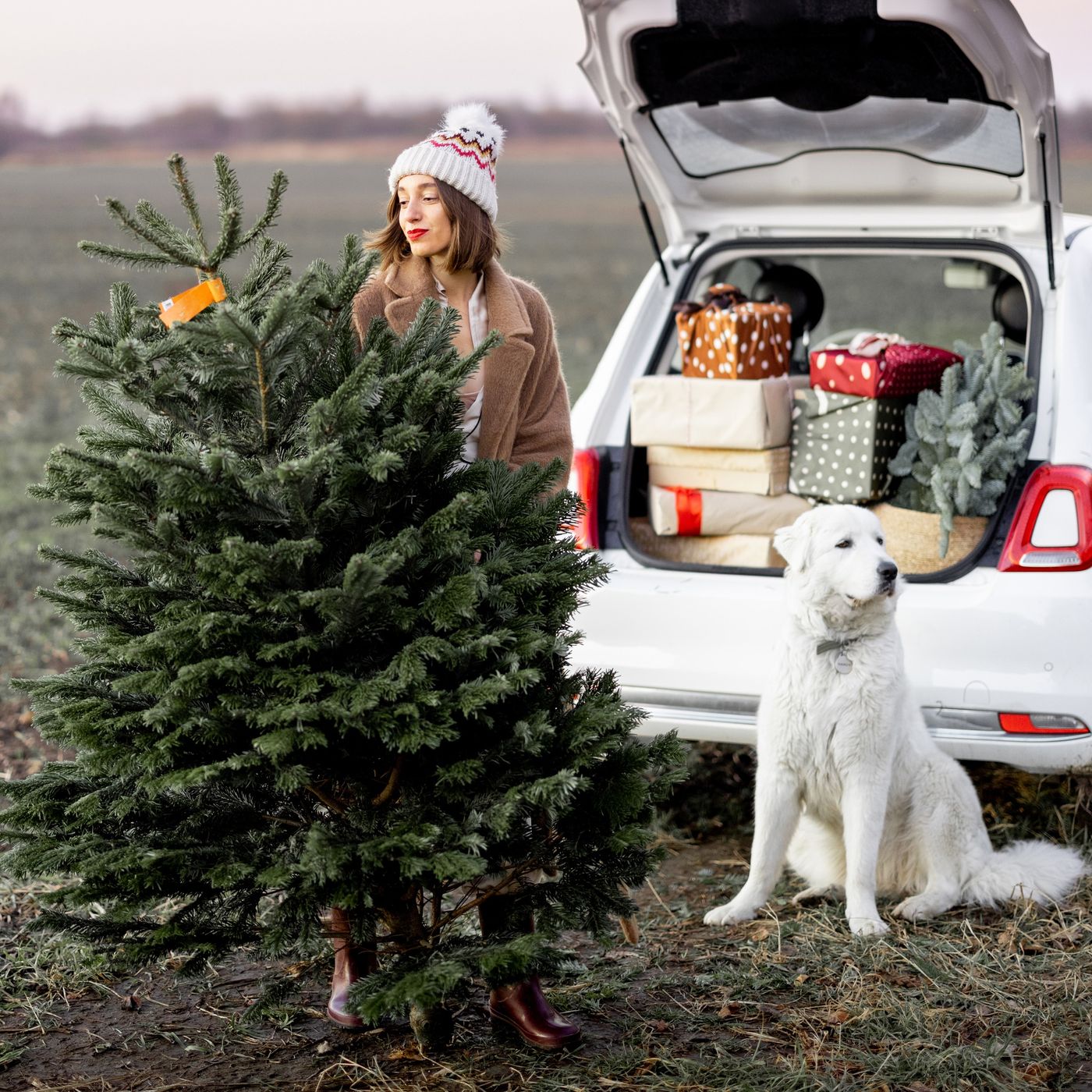 Young woman with beautiful lush Christmas tree and her dog standing near car full of gift boxes on nature at dusk. Preparation to a New Year holidays concept. Idea of a Christmas mood